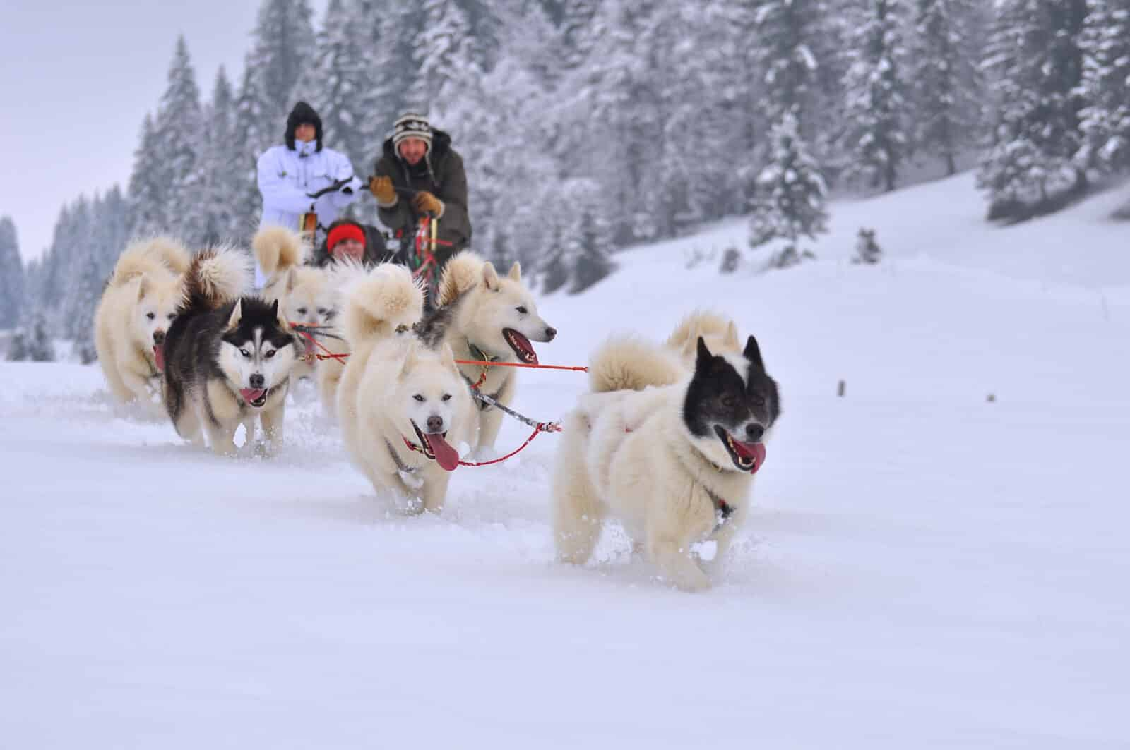Chien de traineau en équipe