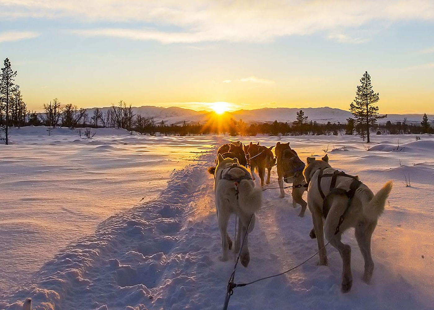 Chien de traineau en équipe