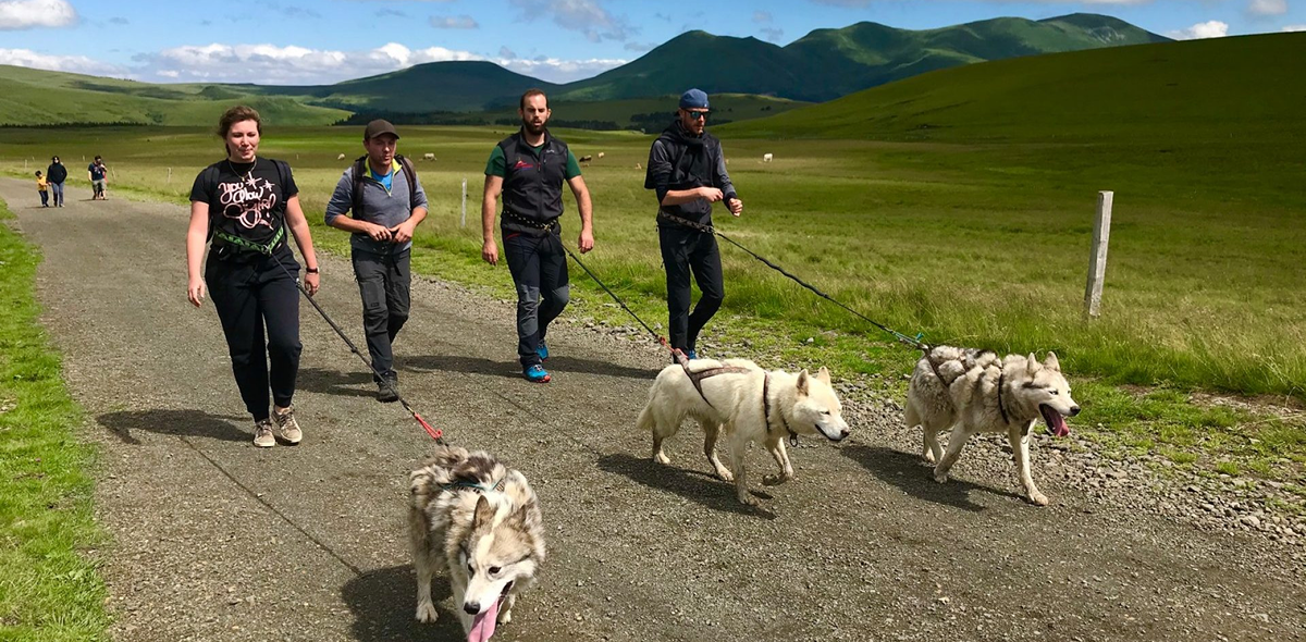 Découverte cani-rando