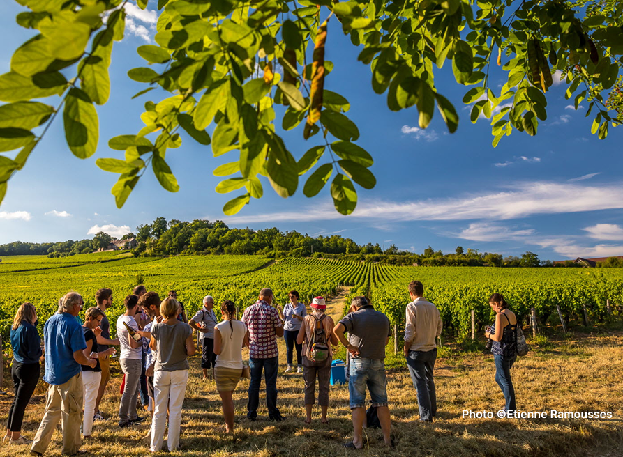 Visite vignoble et dégustation