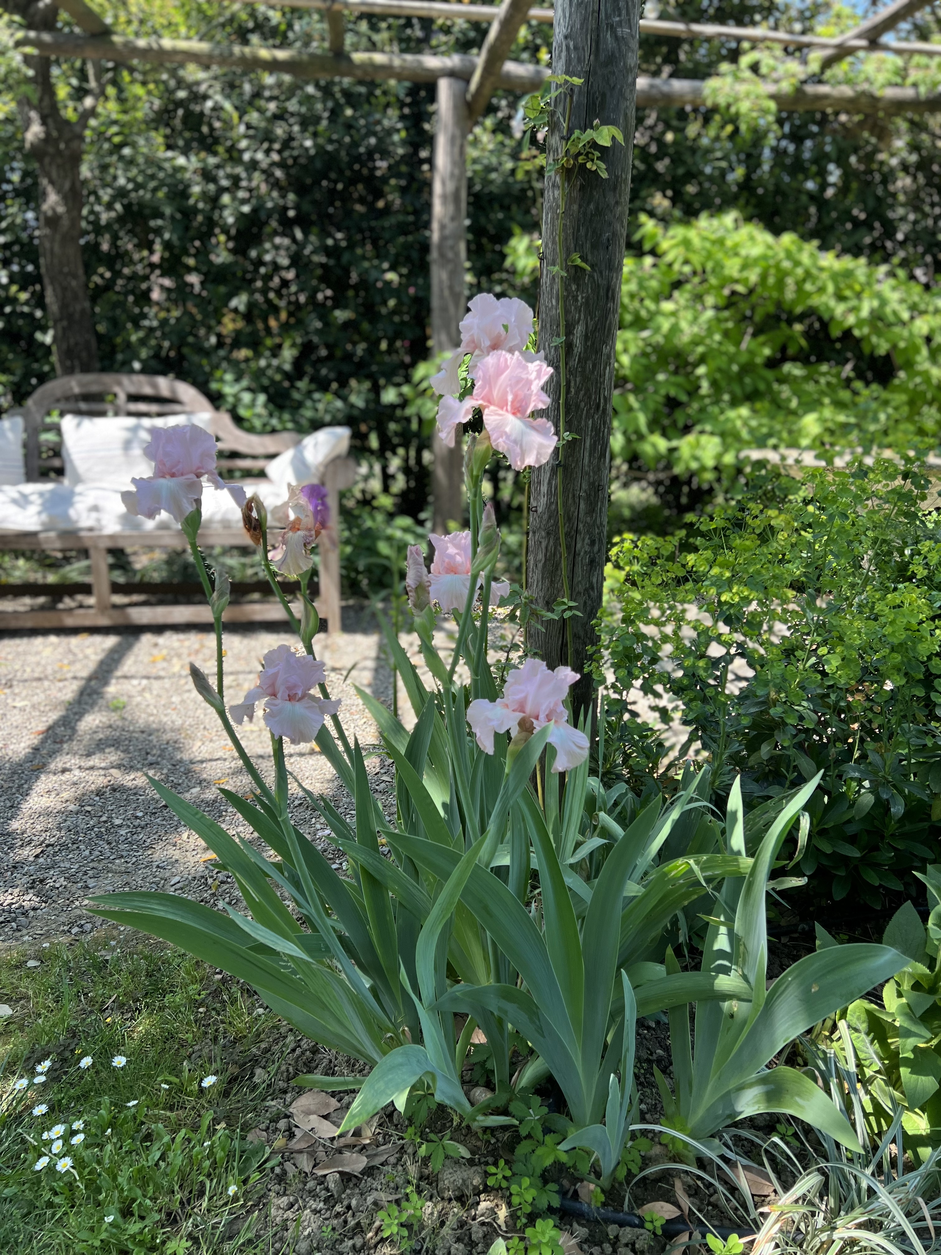 Delicate pink irises in bloom under a rustic pergola, adding color and charm to the lush garden landscape.
