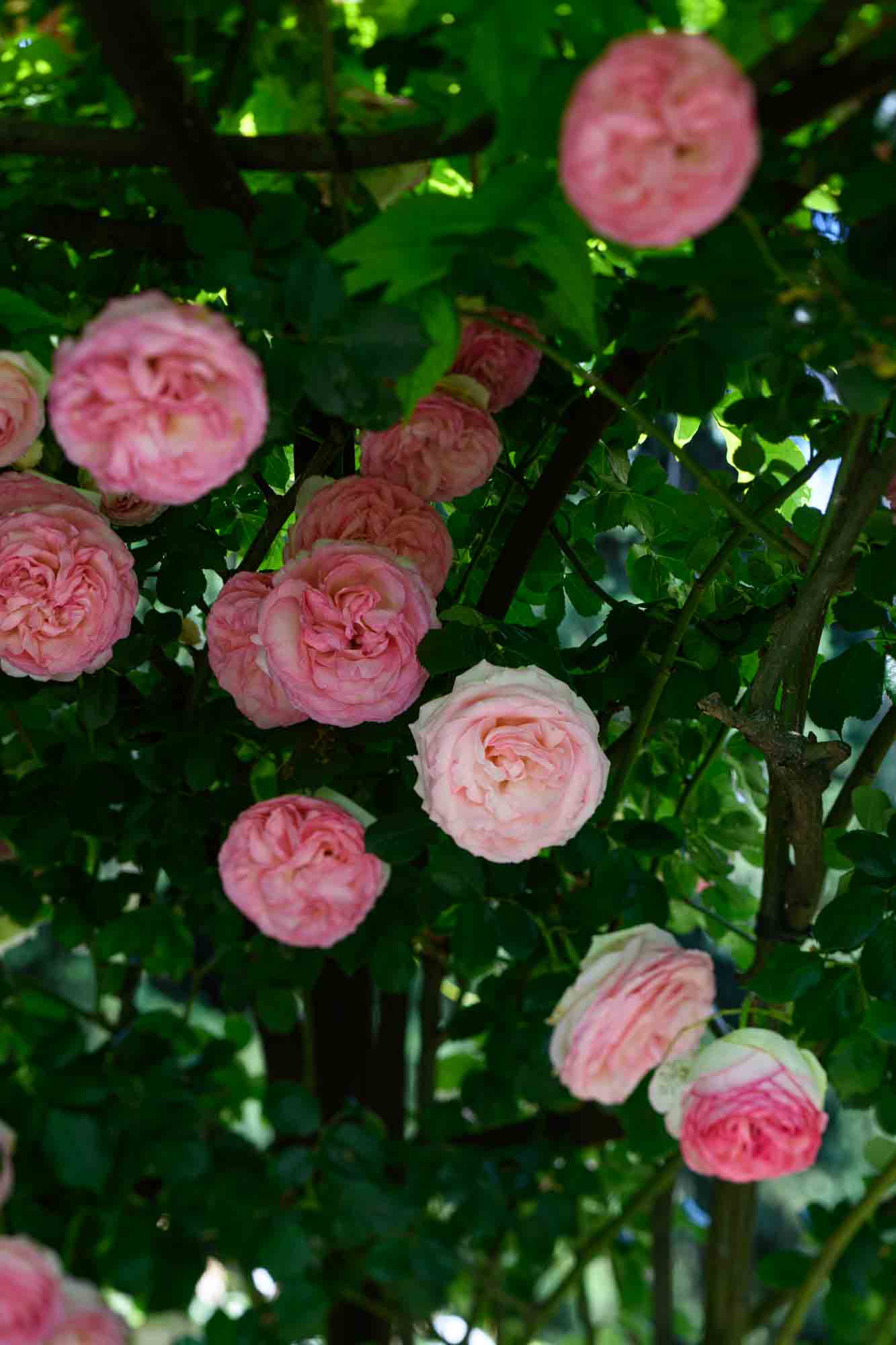 Close-up of lush pink English roses in full bloom on a garden pergola, creating a romantic and fragrant corner in the Italian countryside.