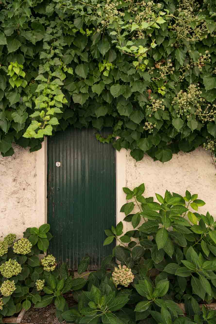 Charming garden door framed by lush ivy and blooming hydrangeas, adding rustic character to a secluded corner of the Italian countryside.