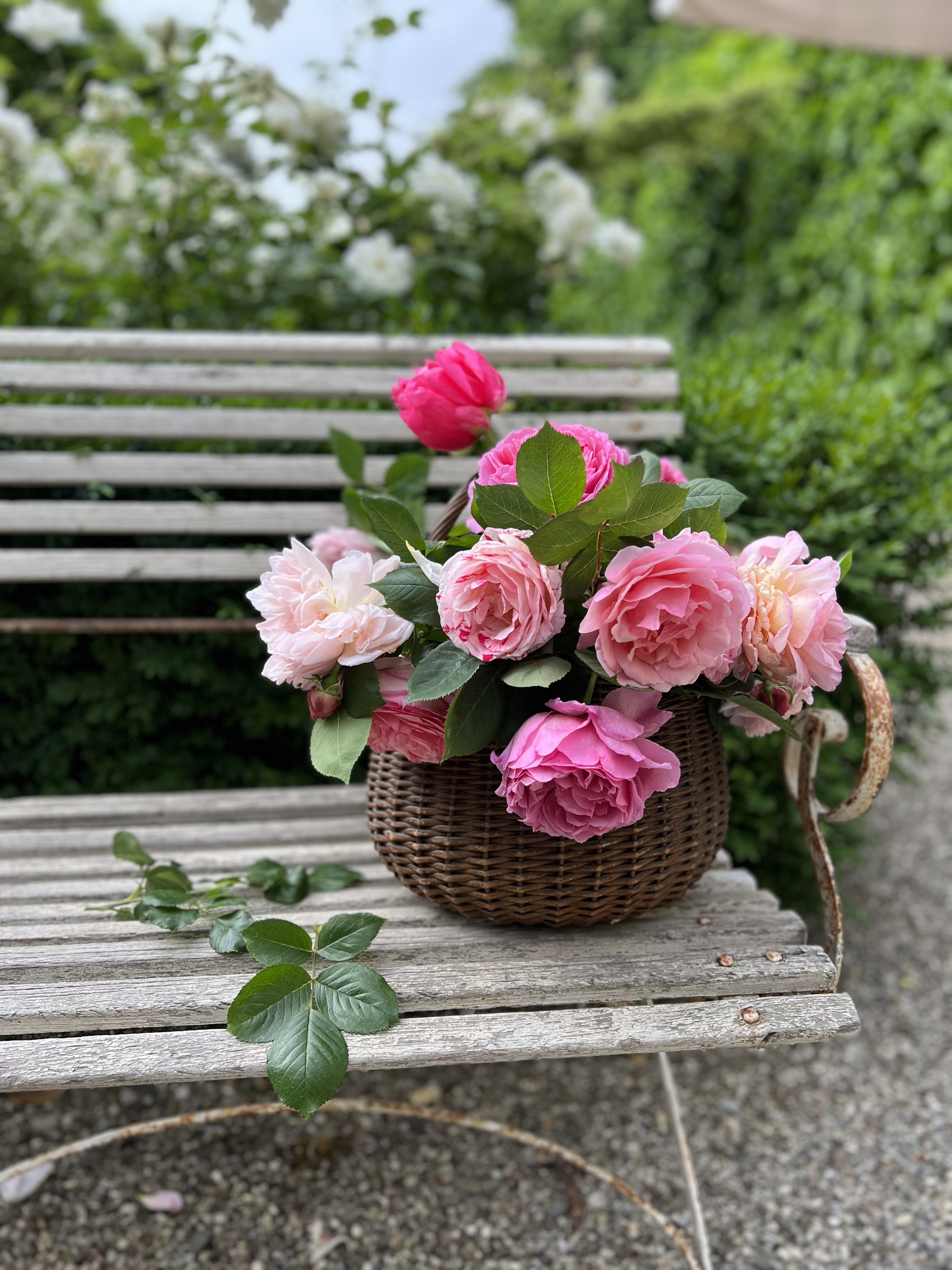 Romantic bouquet of pink garden roses in a wicker basket on a vintage bench, perfect detail from an elegant Italian country garden.
