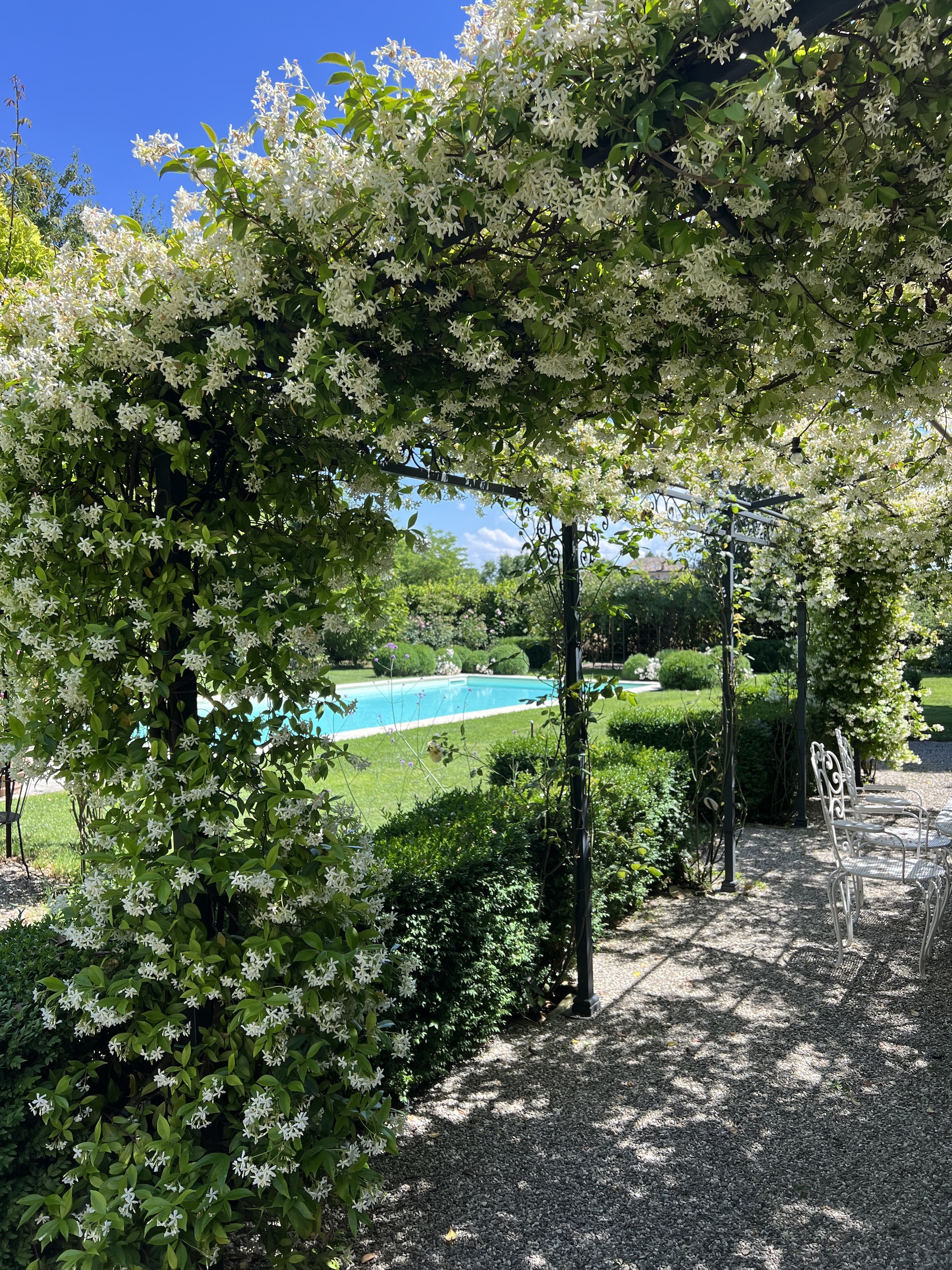 Fragrant white jasmine blooming over a wrought iron pergola, framing a tranquil pool area perfect for relaxing under the Italian sun.