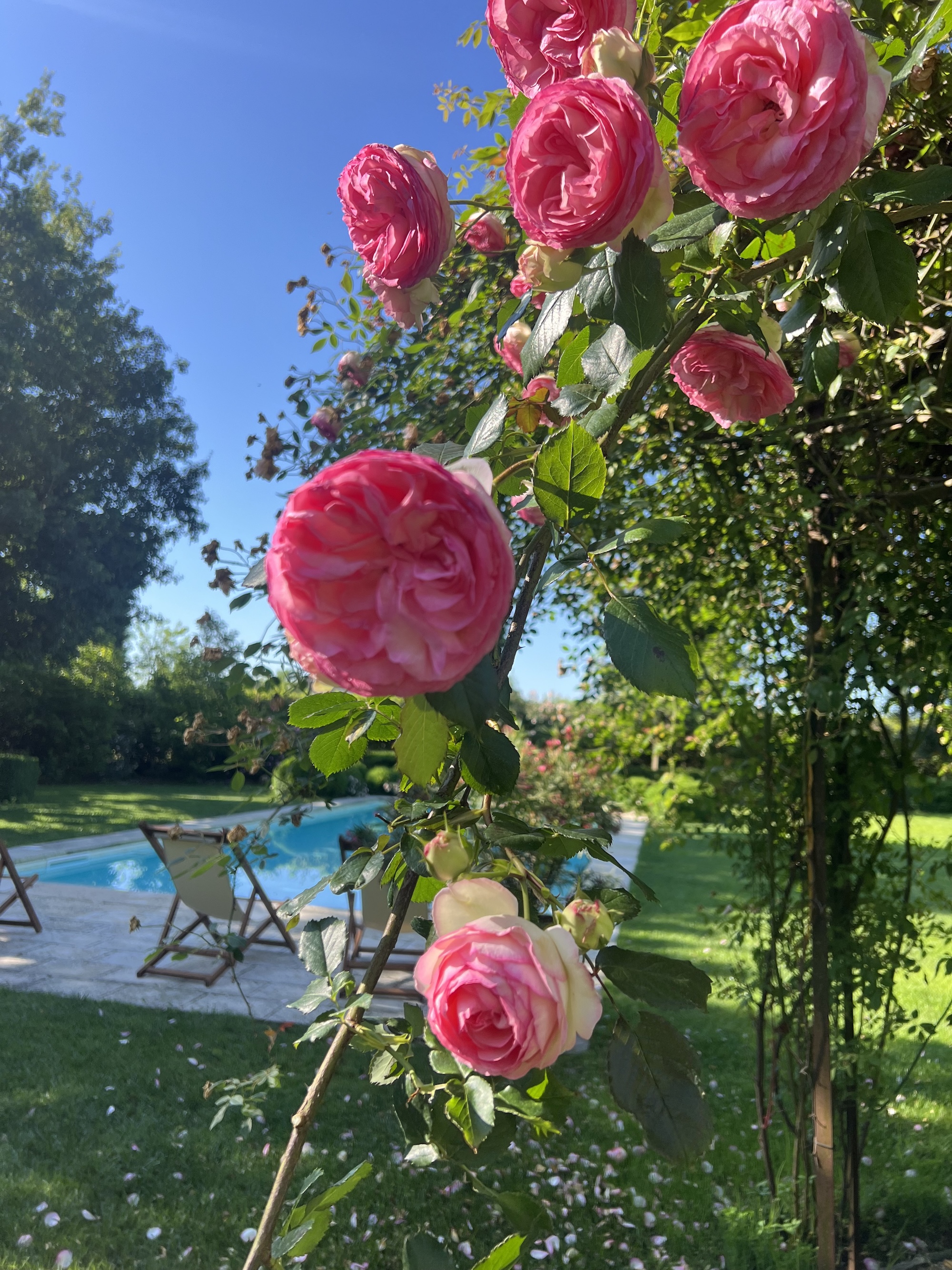 Close-up of blooming pink English roses with a poolside view in a romantic Italian villa garden setting.