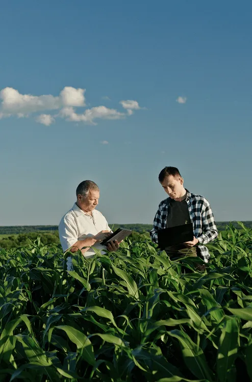 two men checking out their crops