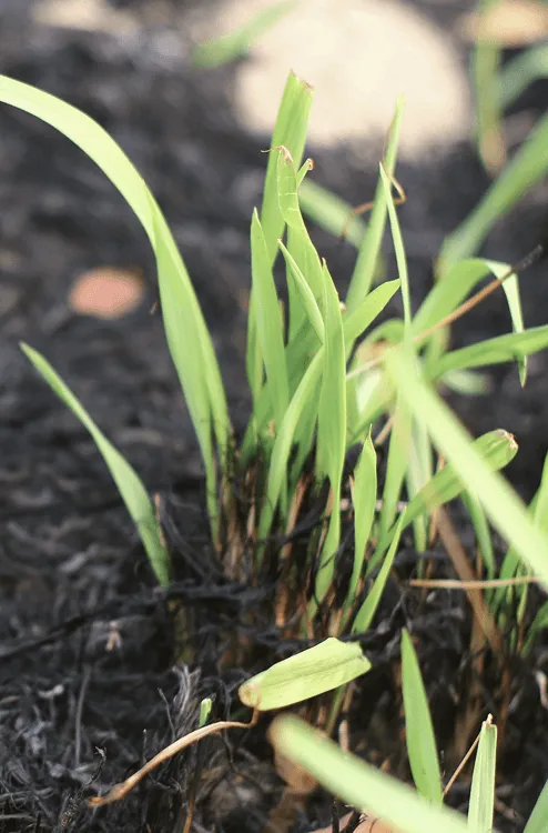 Close shot of vegetation