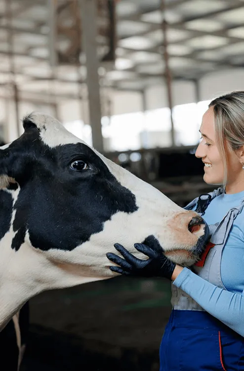 A women tending a cow