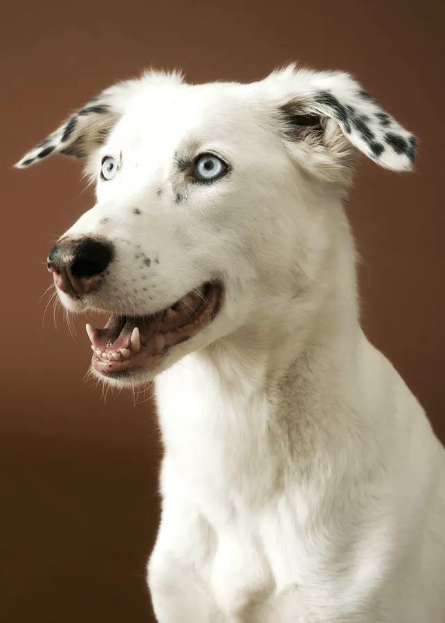 Image of a white dog