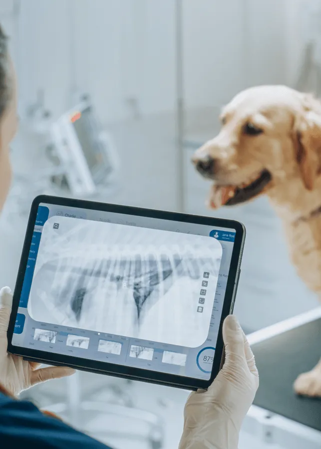 A xray image of a dog on a tablet screen