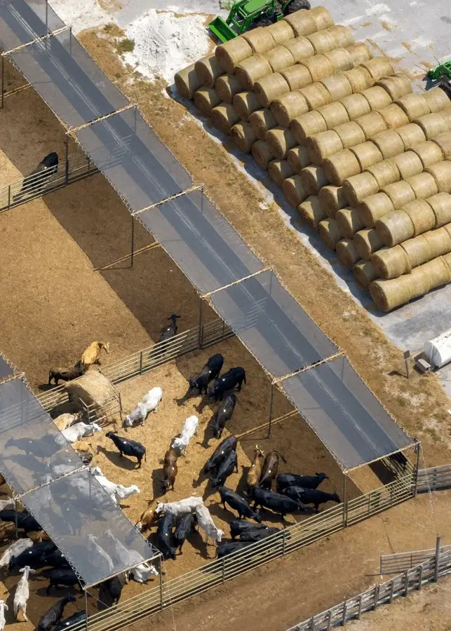 Top view images of a cow pen