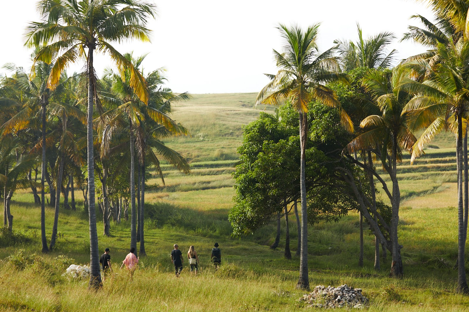 A group of people hiking through a large field with tall grass and palm trees in Sumba.