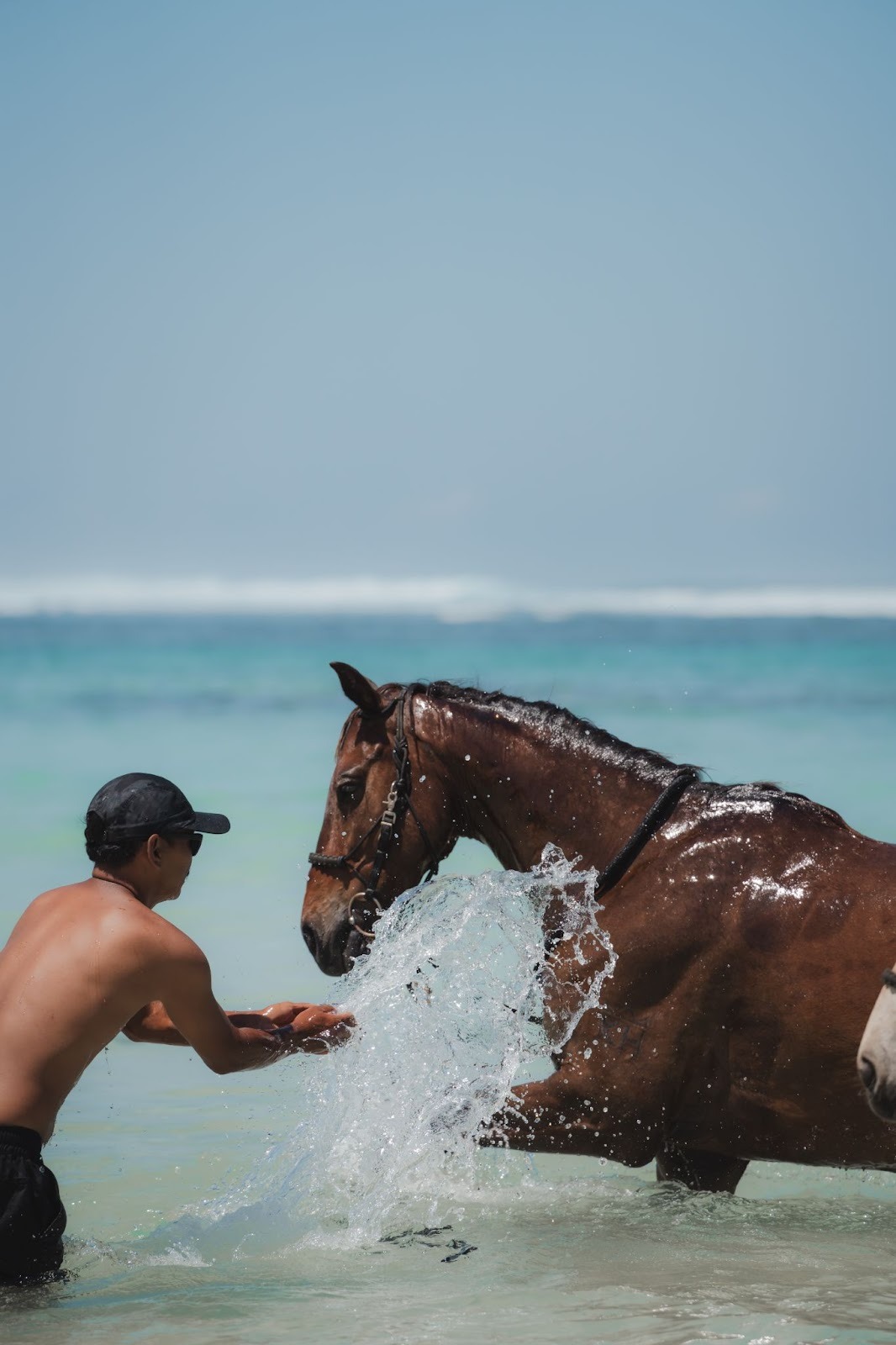 Beach horse bathing experience swimming with horses with The Sanubari resort