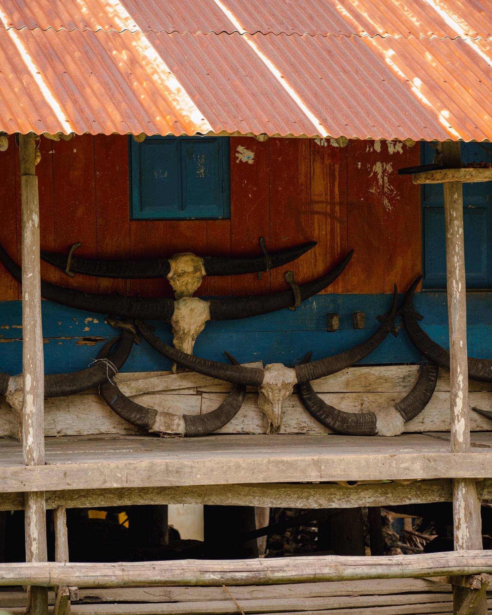 Traditional Sumbanese village house with water buffalo skull and horns displayed on the veranda — Marapu ancestral heritage West Sumba Indonesia