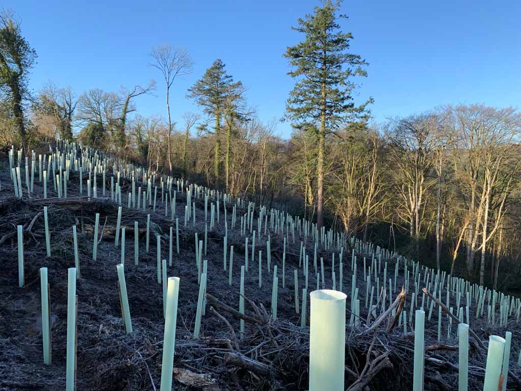 Freshly planted saplings