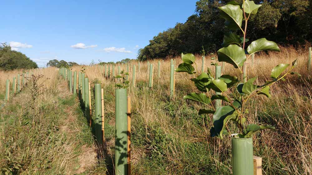 Freshly planted trees in a clearing