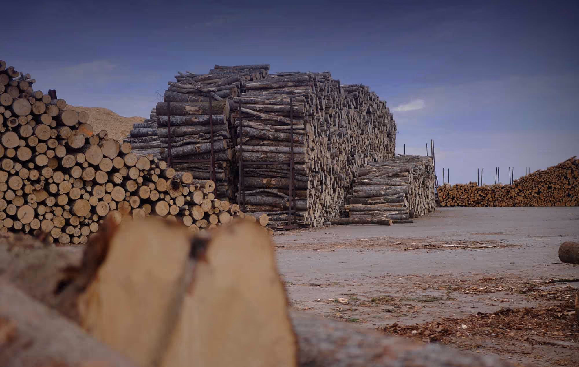 Stacks of felled logs ready for distribution