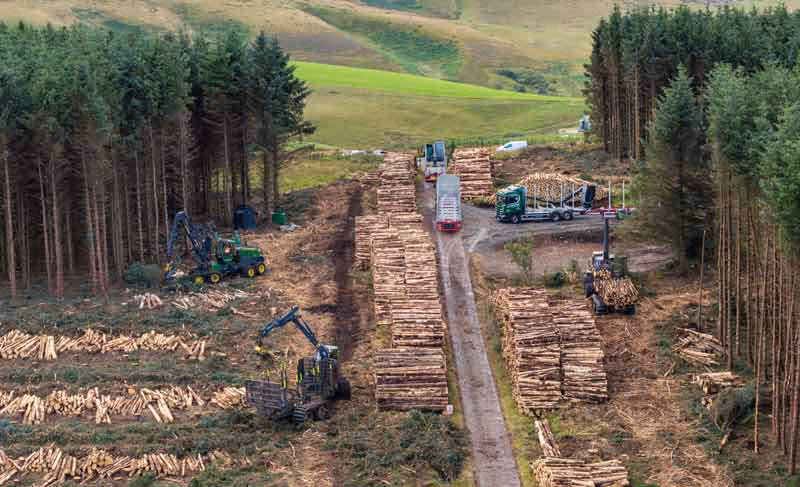 Access track in a Euroforest clearing