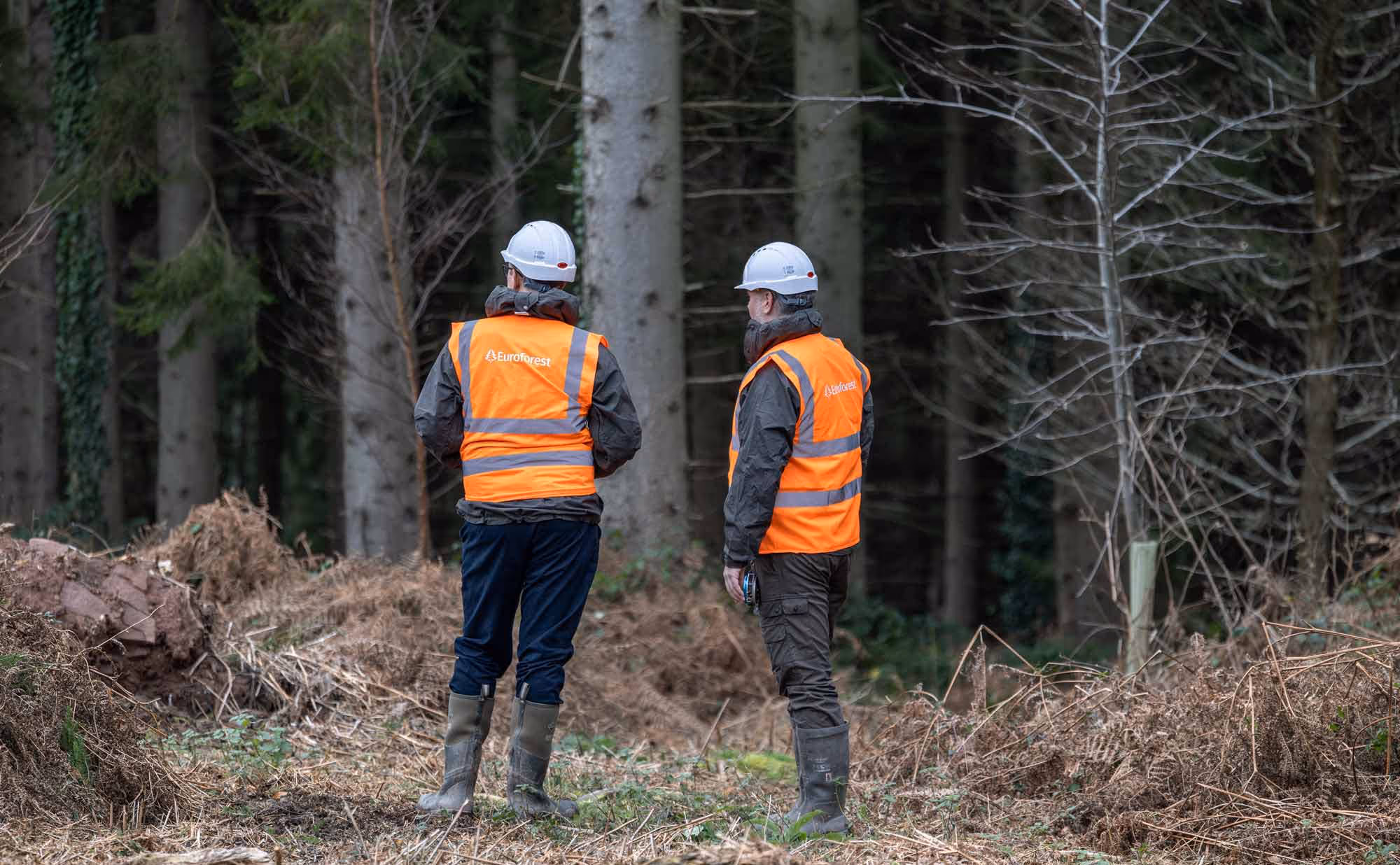 Two forestry workers in a clearing