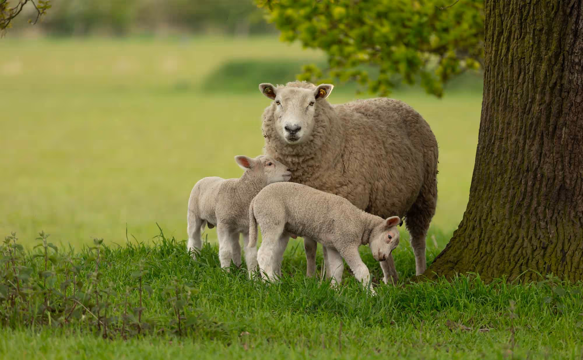 Sheep and two lambs standing next to a tree