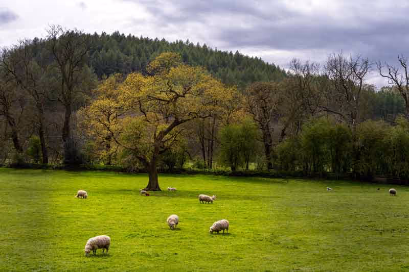 Euroforest Landscape with sheep and woodland