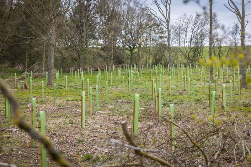 Euroforest Woodland planting area