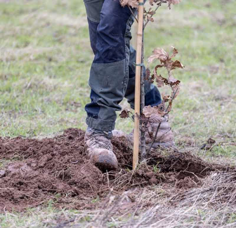Careers-in-Forestry-Euroforest-arboriculture