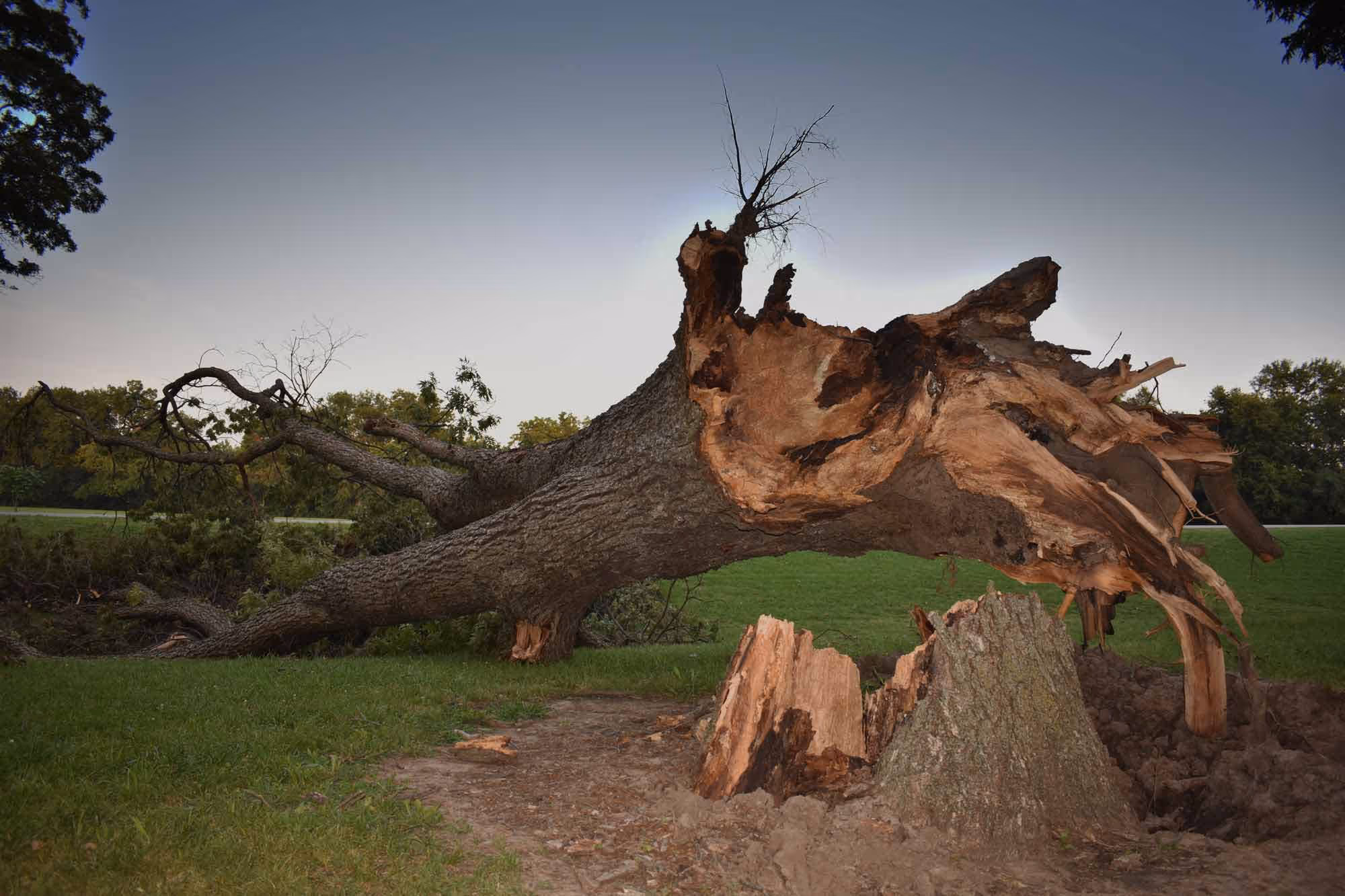 Euroforest Tree safety jagged tree storm damage