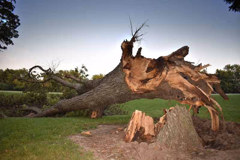 Dangerous Looking Tree Damage