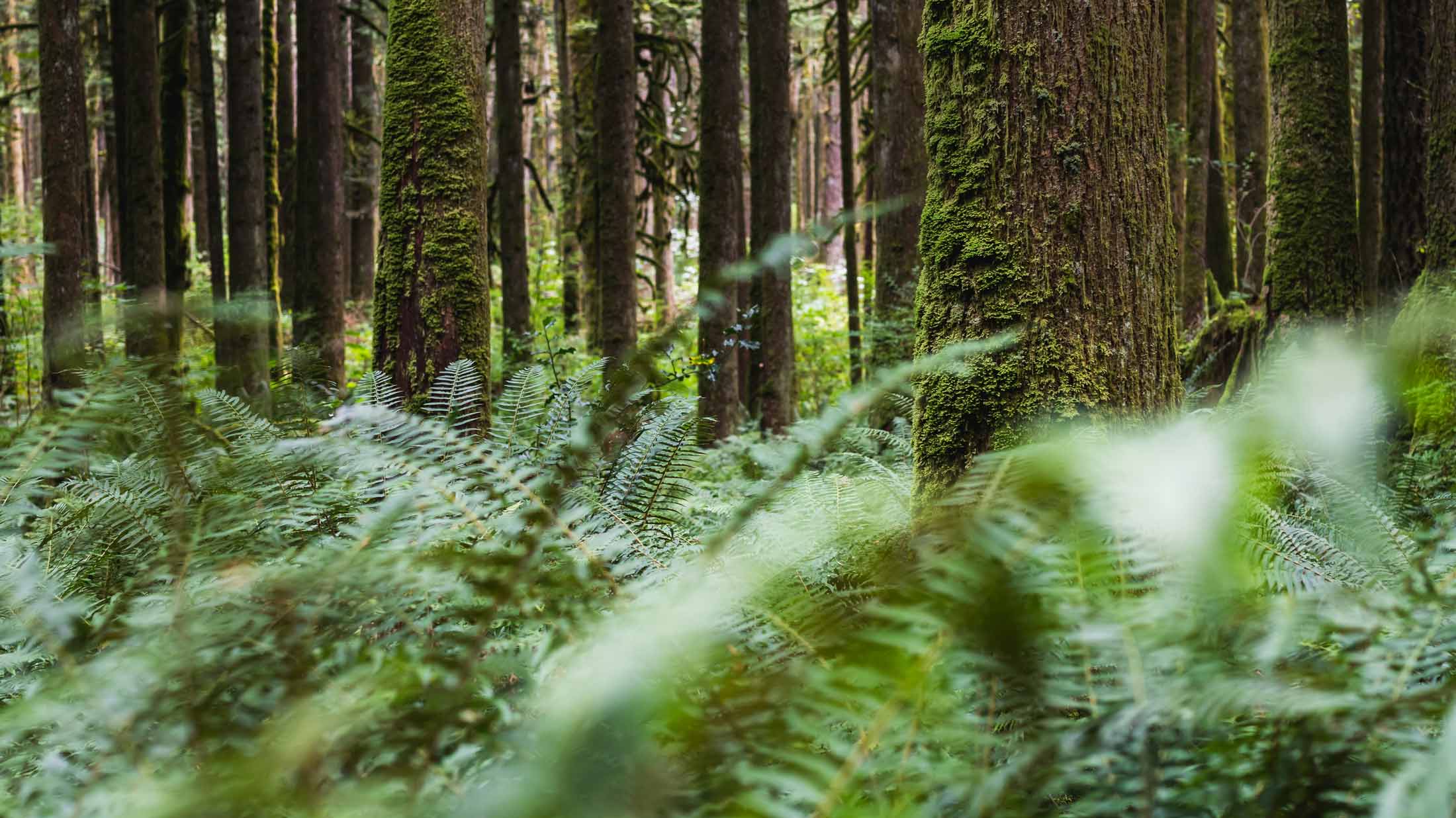 woodland with fearns in the foreground