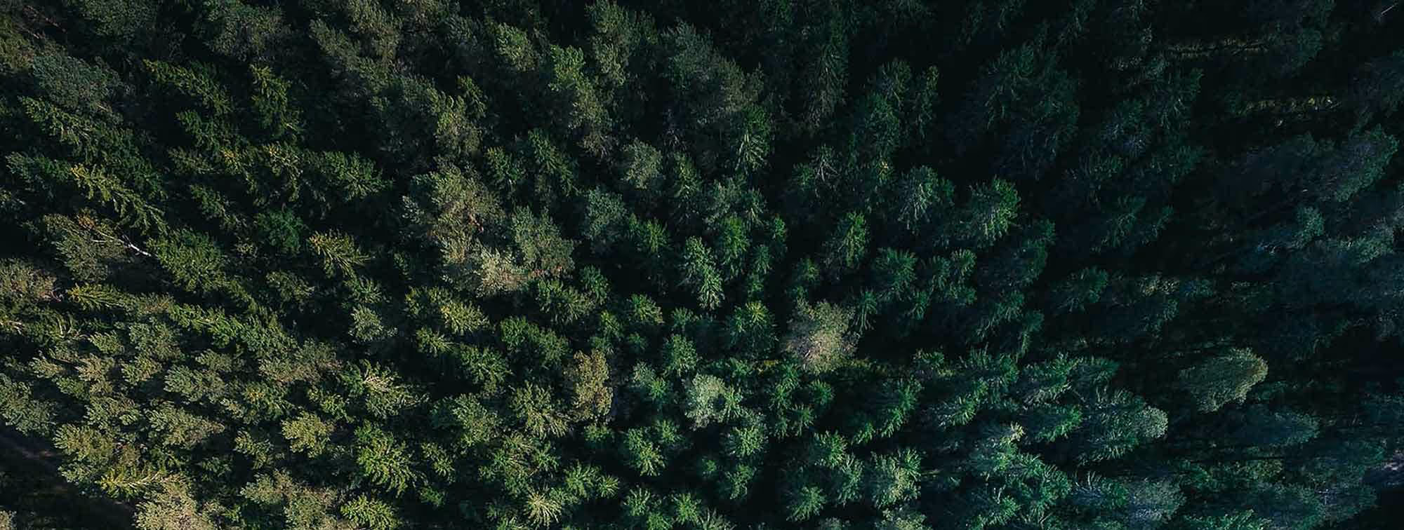 Euroforest T & C's forest from the air