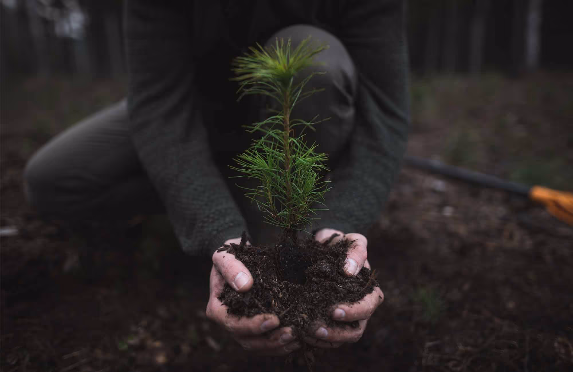 Euroforest Silviculture Operative Holding a Sapling