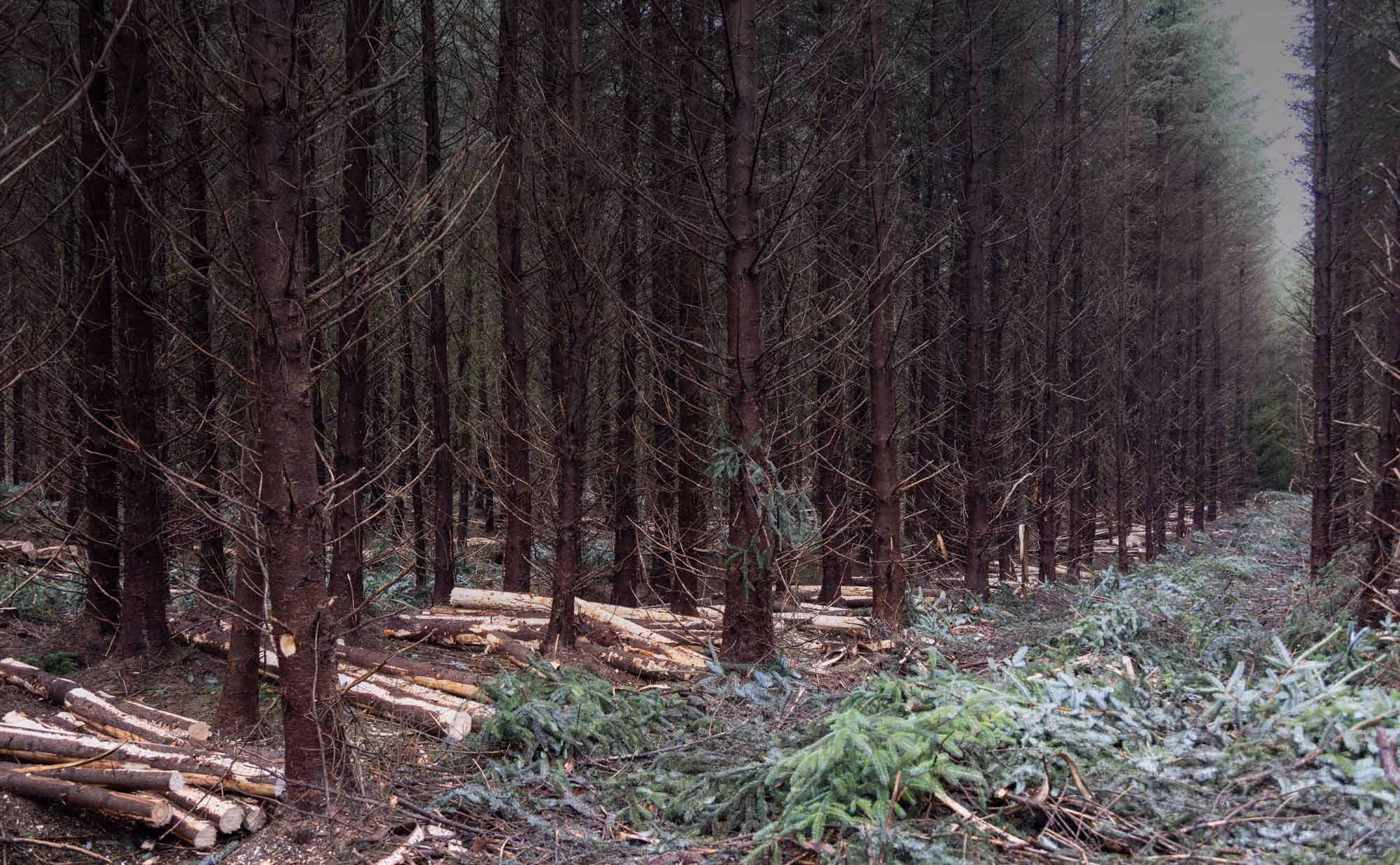 View through the forest at Thinnings