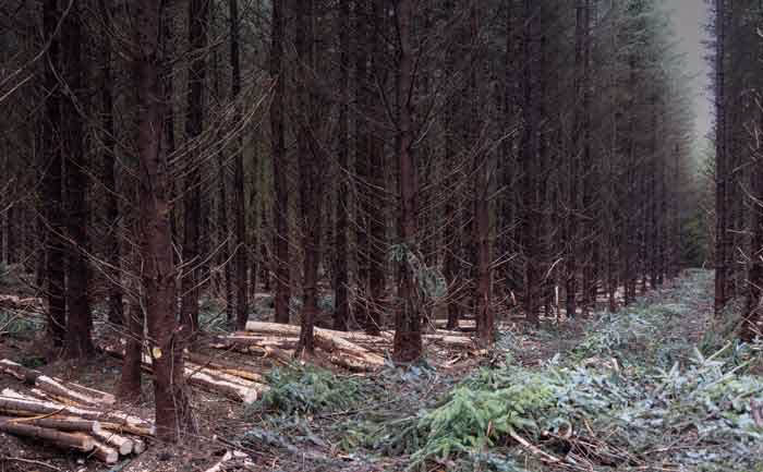 Forest showing Thinnings