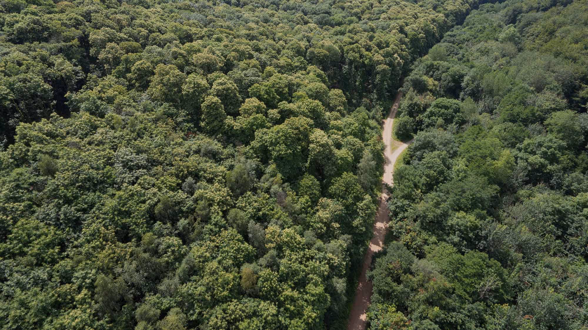 Forest from above showing access road