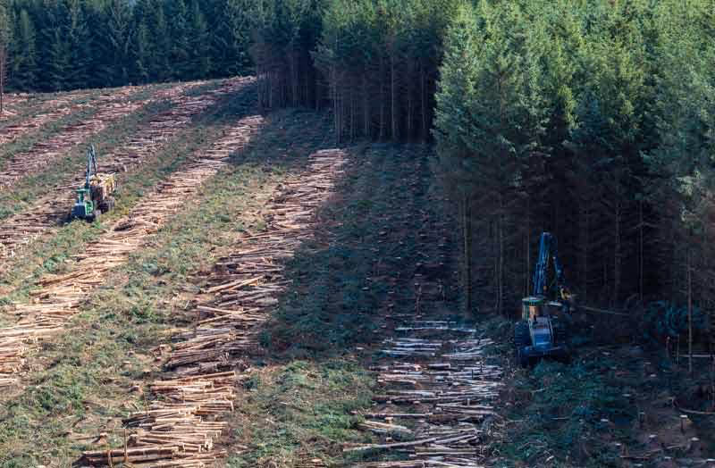 Clearing in the Forest Showing Clearfell in action