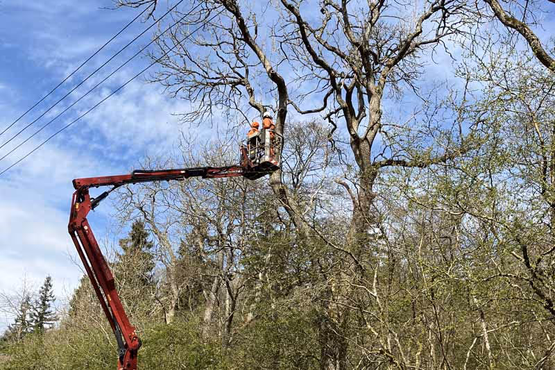 Euroforest Workers in Cherry picker