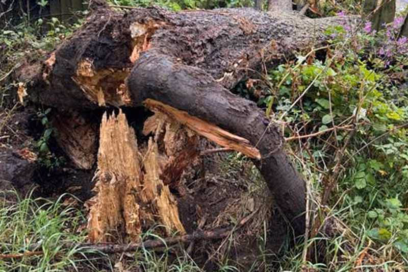Storm Damaged Tree stump