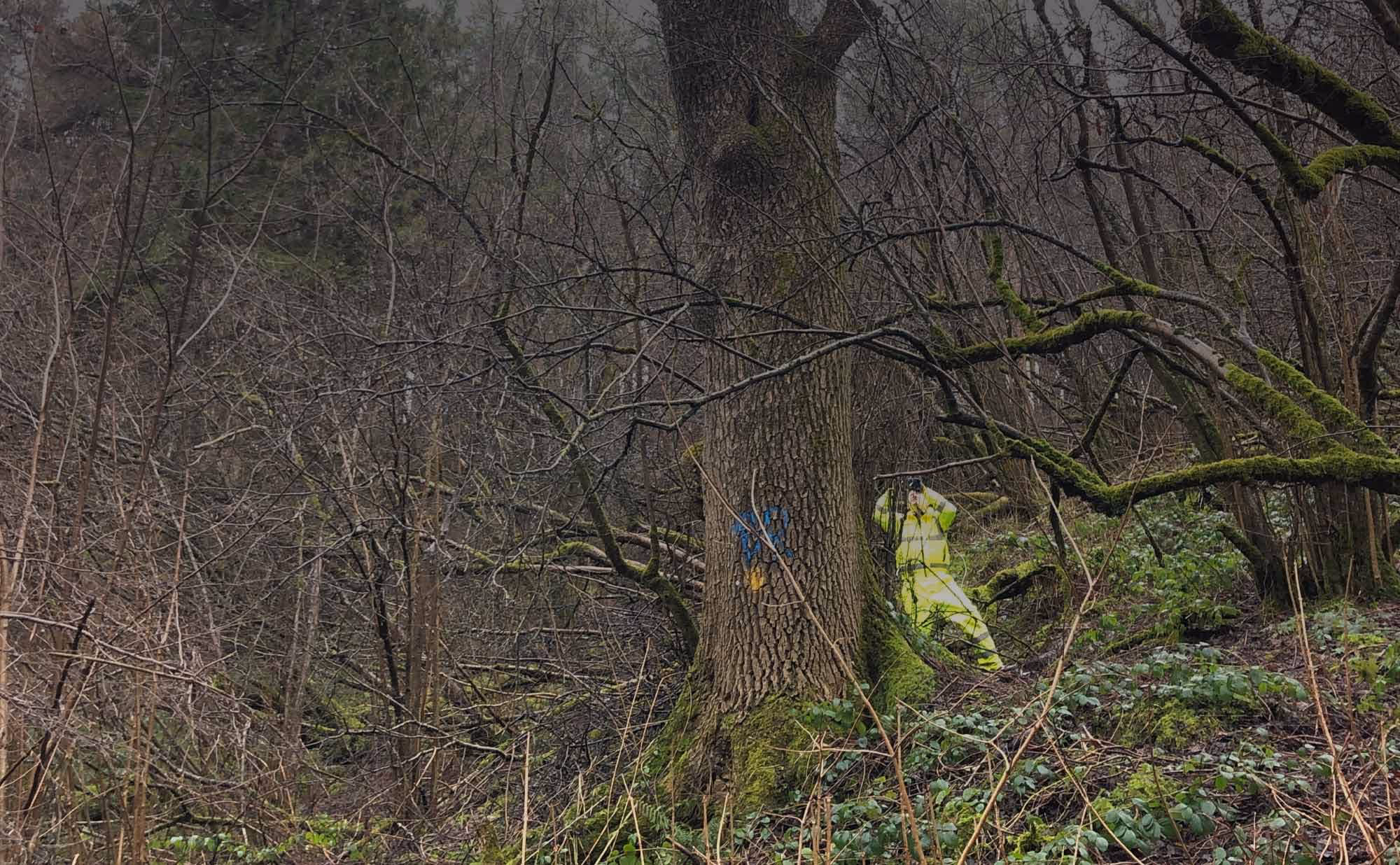 Forest Worker in Dense Woodland