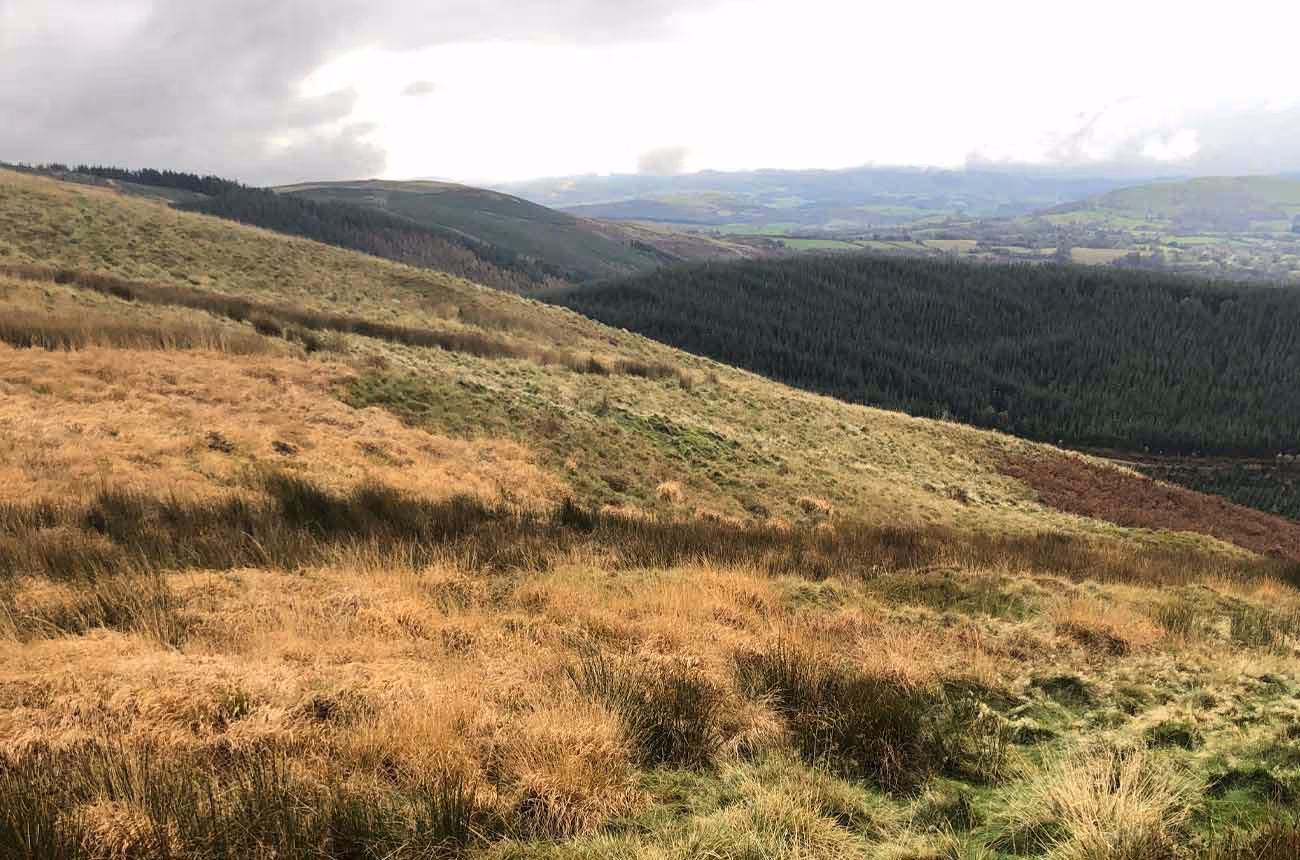 Euroforest Open Moorland Vista