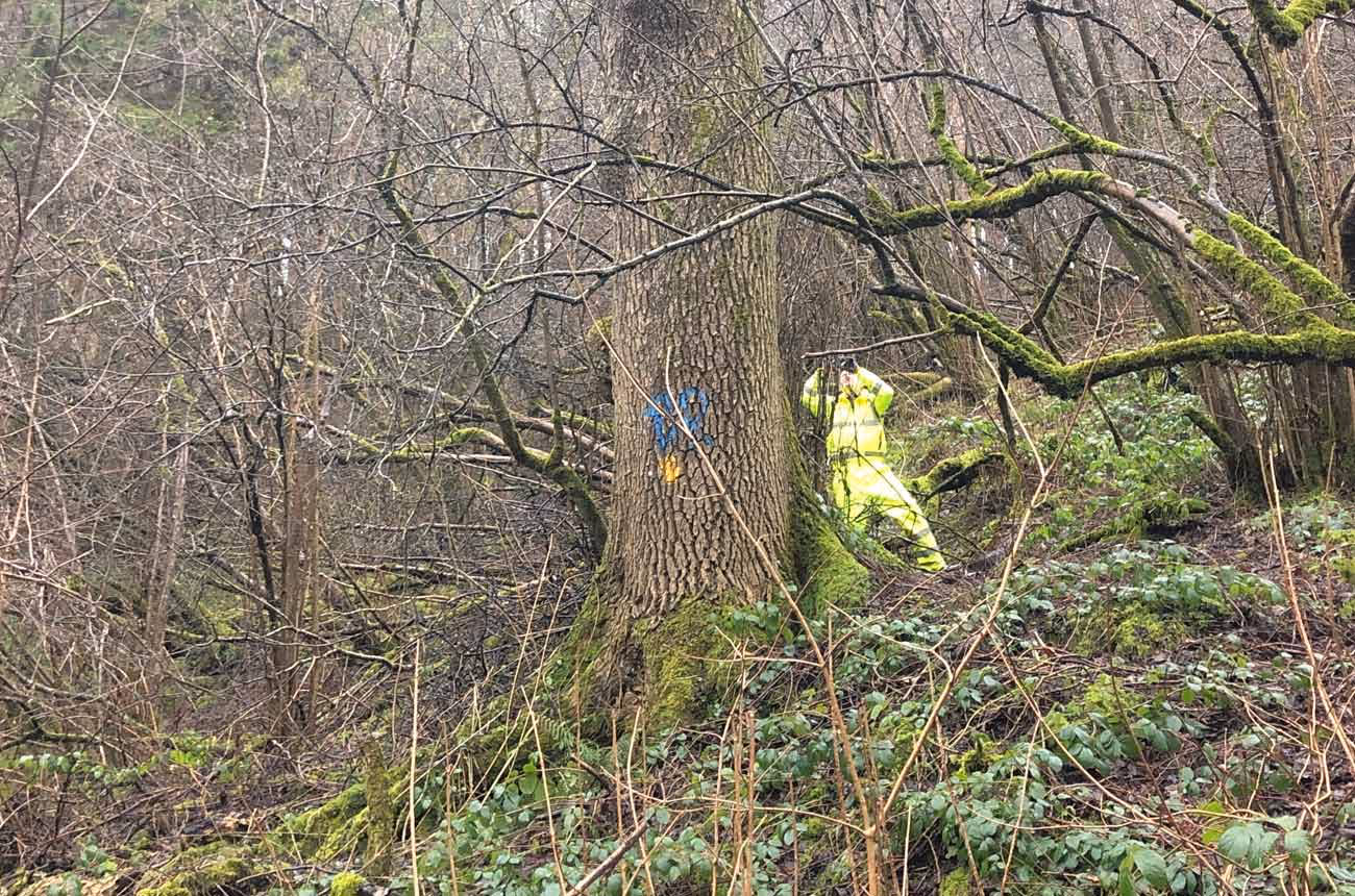 Euroforest Worker in Dense Woodland