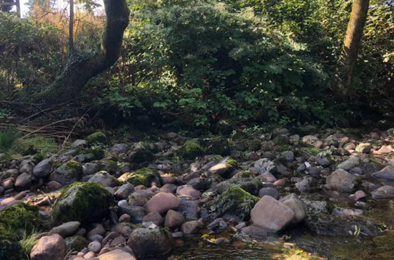 Euroforest Dense Wooded Area Adjacent to River