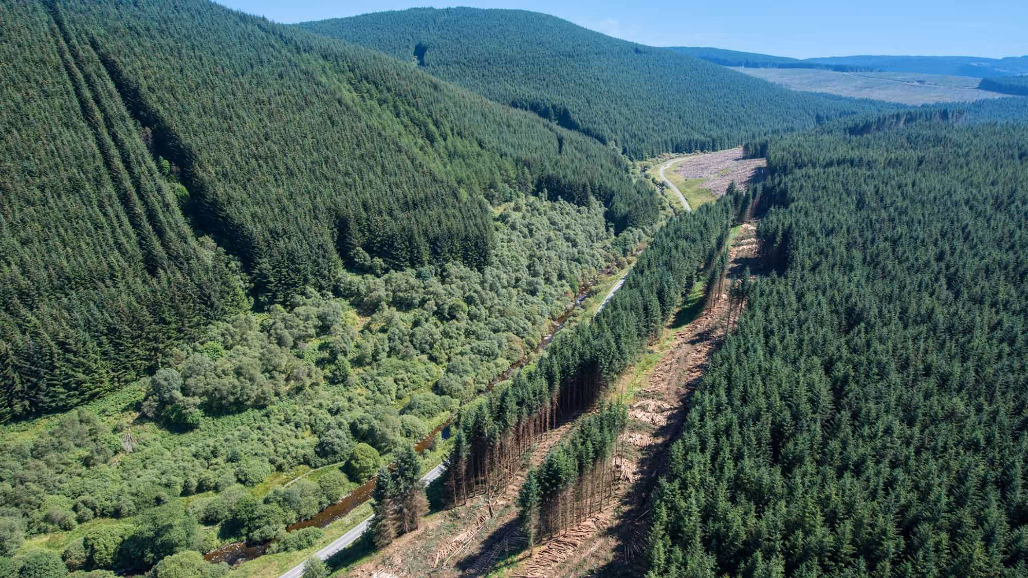 Partially felled forest from above