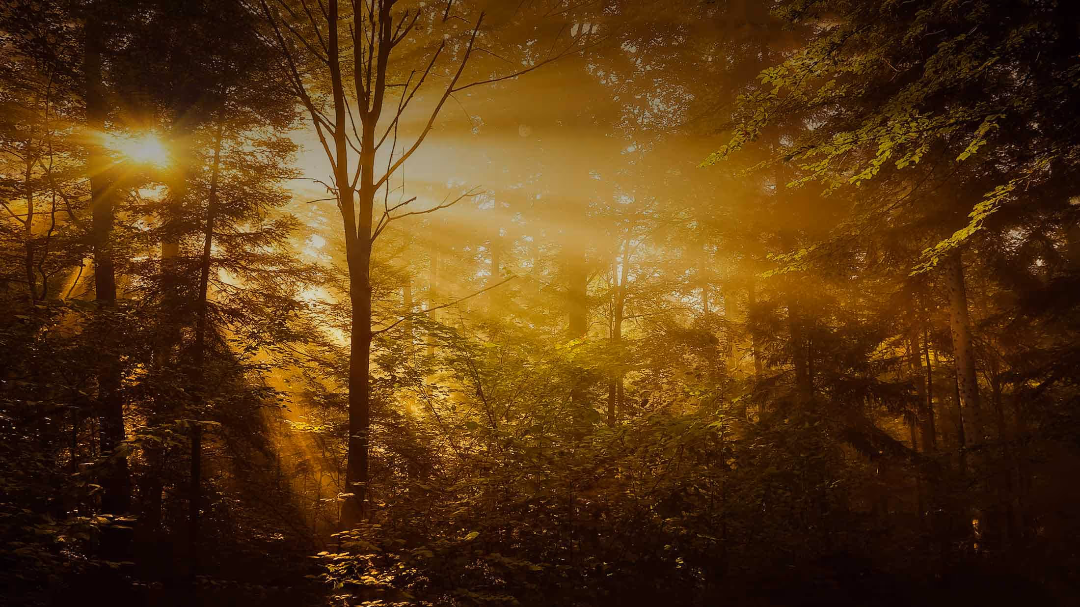 Sun Streaming through Trees