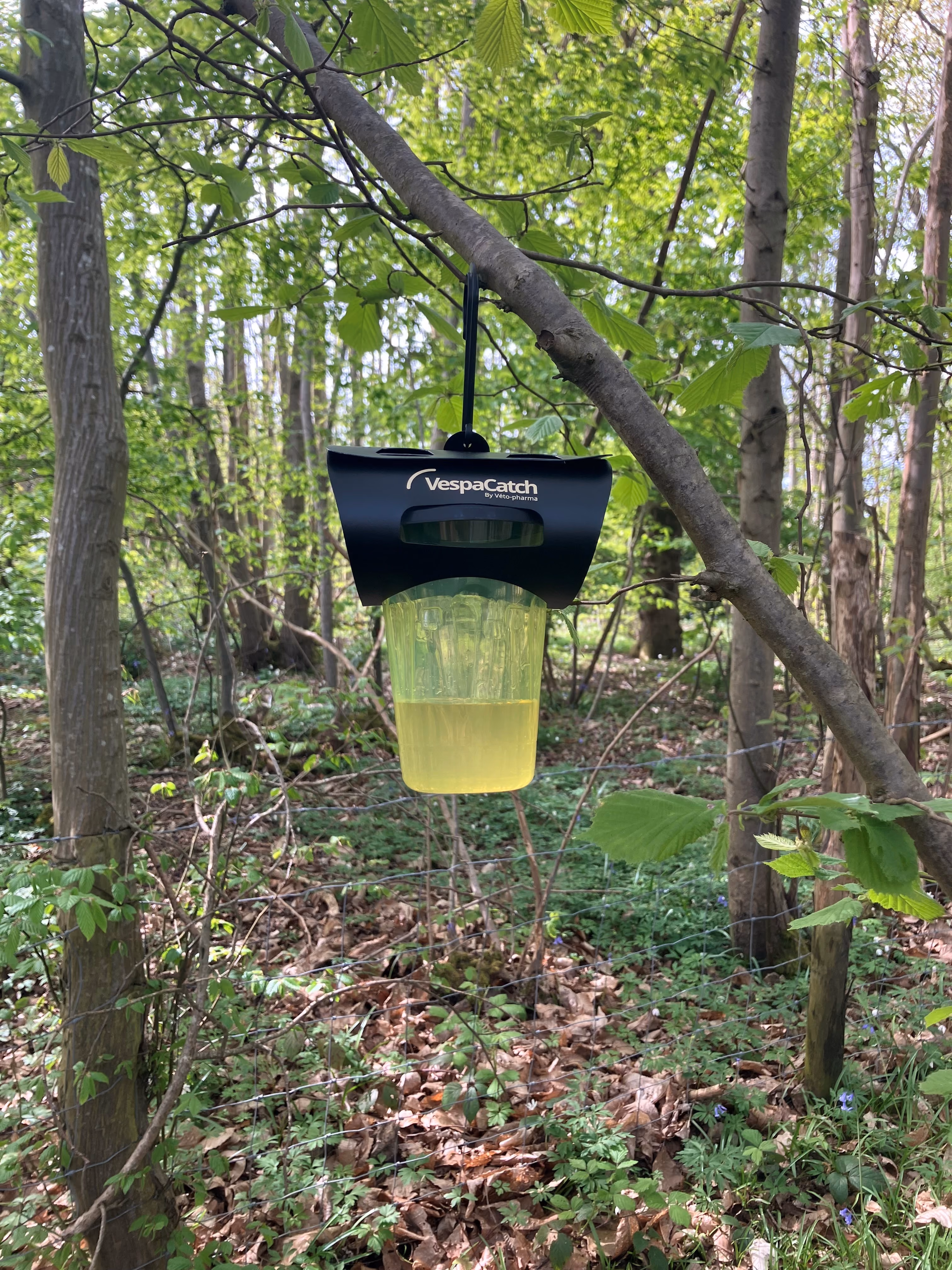Asian Hornet Trap