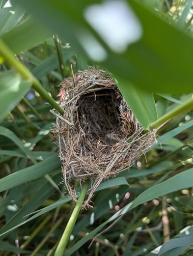Euroforest Dense Wooded Area Adjacent to River