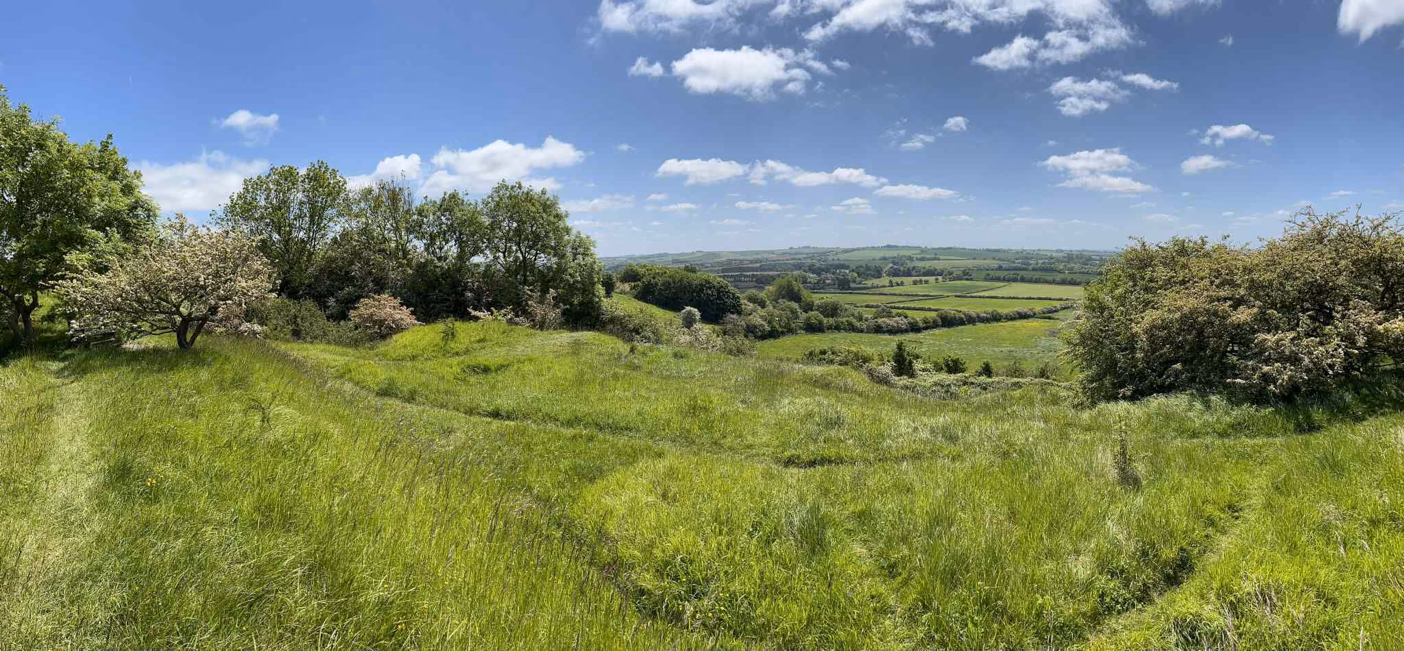 Euroforest panoramic view across a meadow