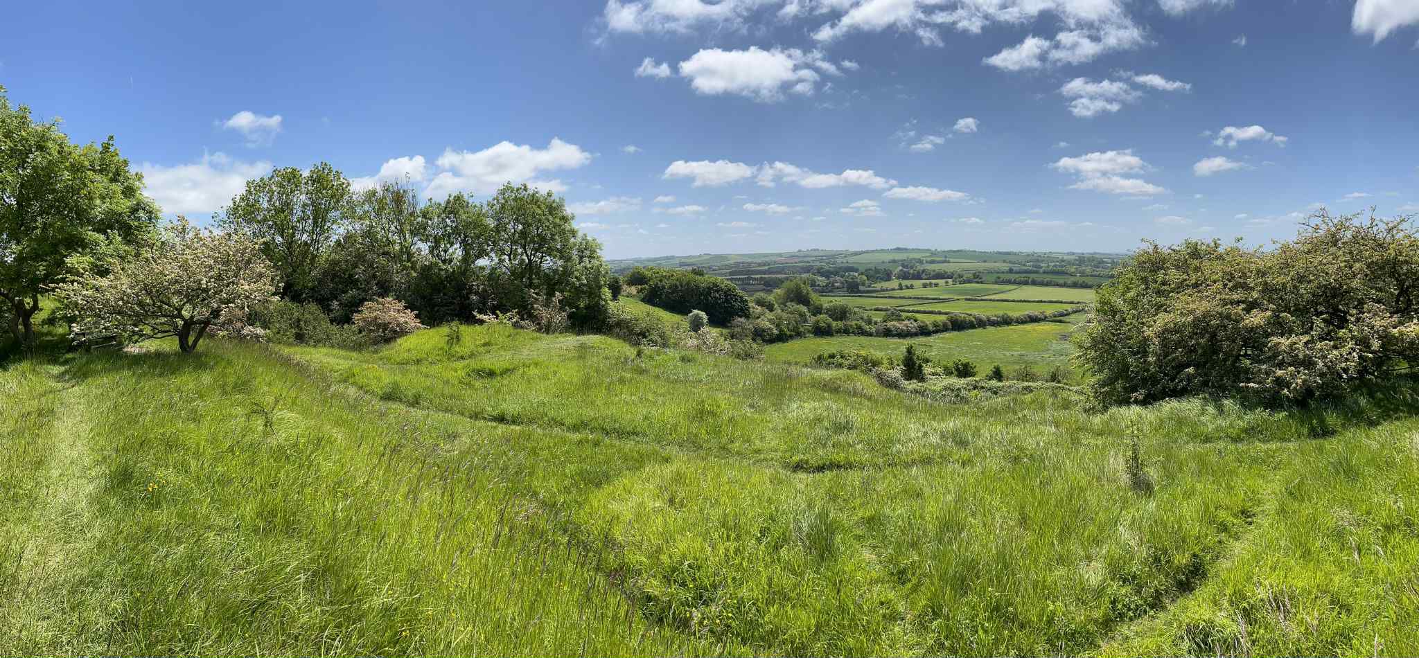 Forest Worker in Dense Woodland