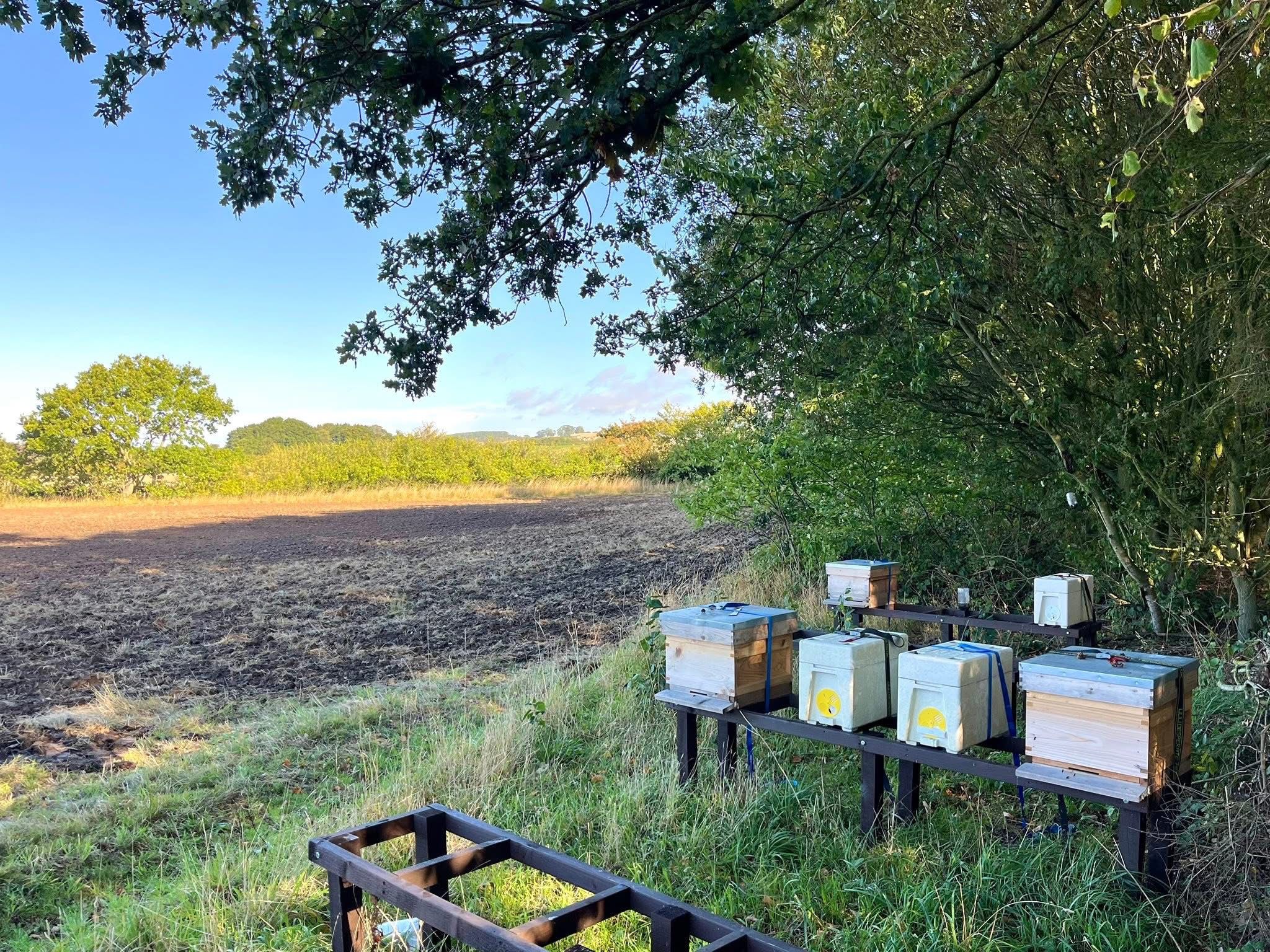 Euroforest Worker in Dense Woodland